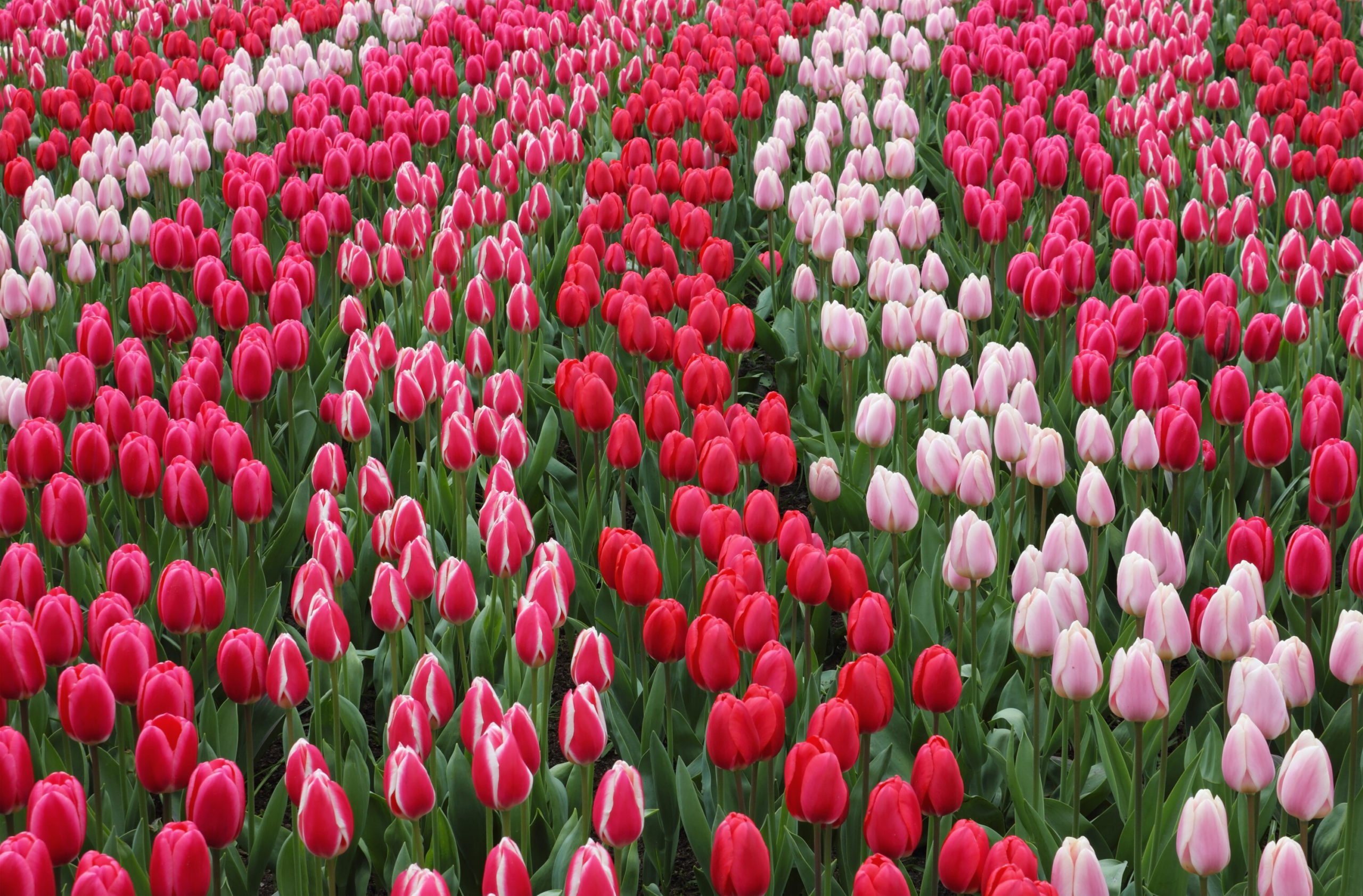 Keukenhof Tulip Garden